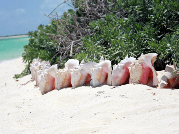 ANEGADA 3