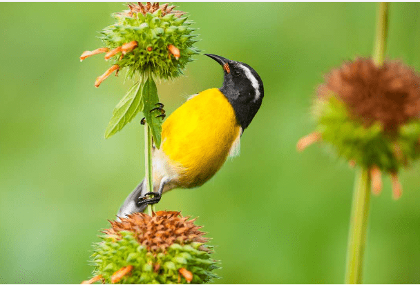 BIRDING GUADELOUPE 1