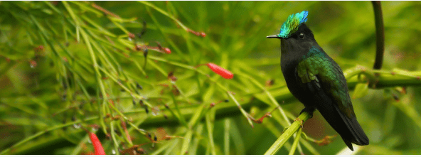 BIRDING GUADELOUPE 2 1