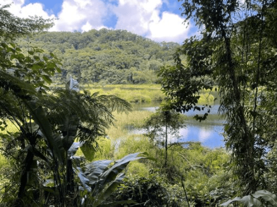 BIRDING GUADELOUPE 3