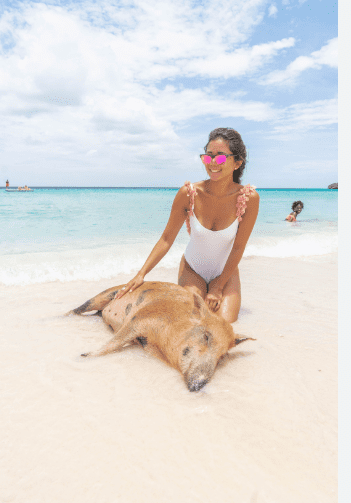 CURACAO PIGS NAPPING 1