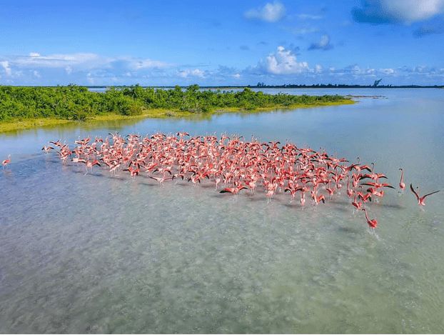 FLAMINGOS 