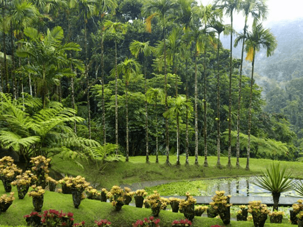 MARTINIQUE 9