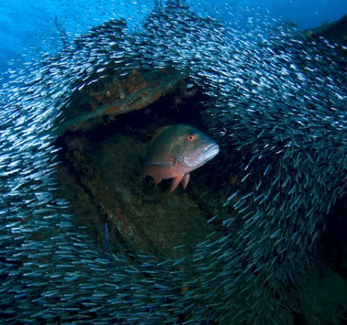 SNORKELLING CAY 5