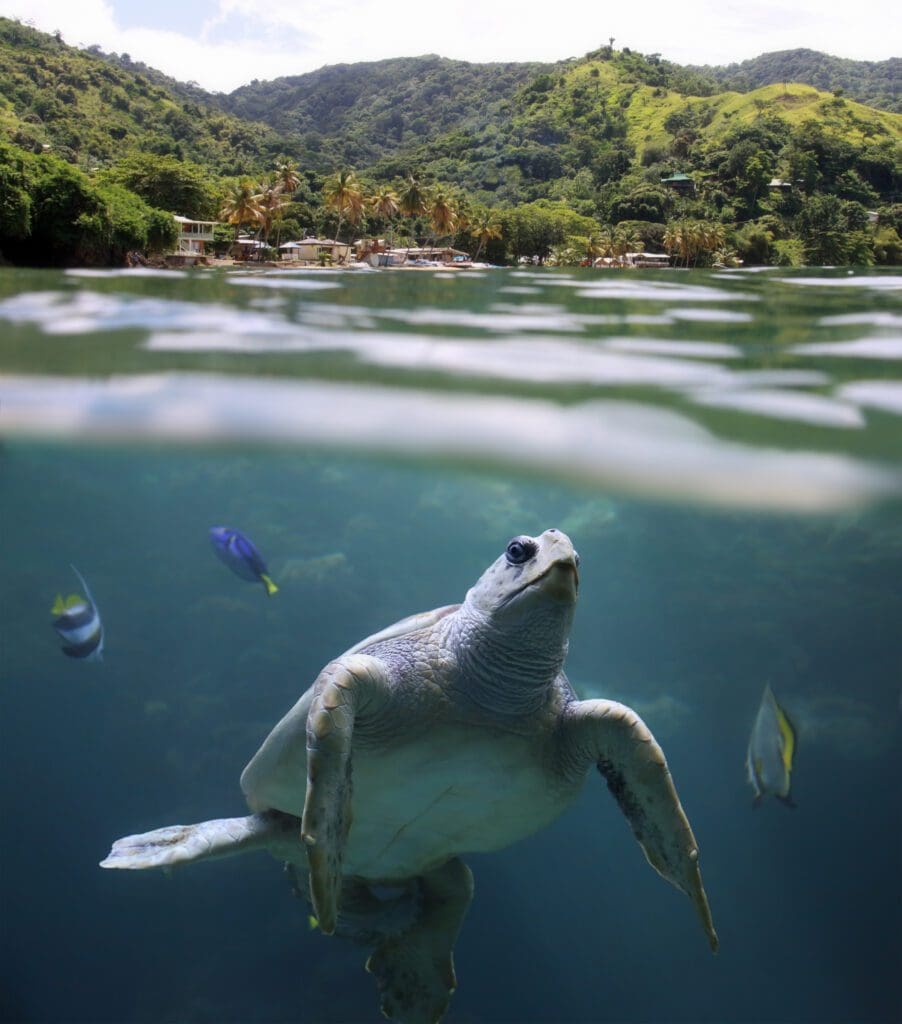 TURTLES TOBAGO scaled