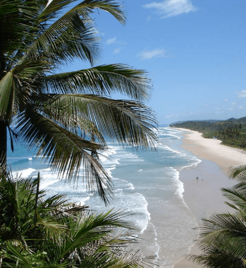 Palm tree overlooking a sandy beach.