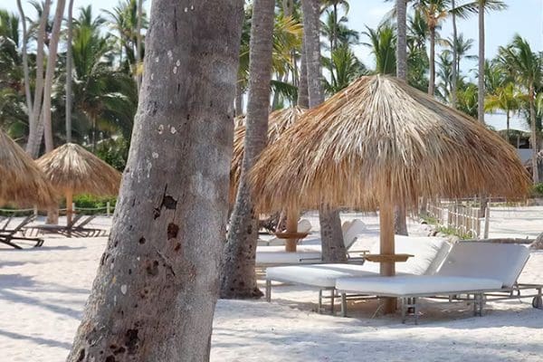 Beach chairs under palm tree shade.