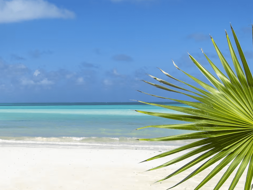 Palm frond over tropical beach scene.