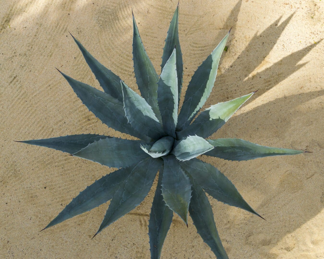 Agave plant with sharp leaves in sand.