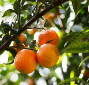 A group of oranges on a tree.