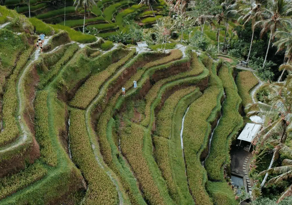 Aerial view of rice paddies in Bali.