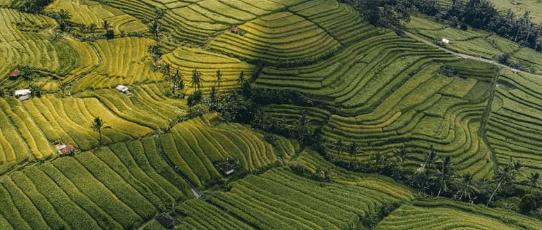 A green fields with rows of plants.