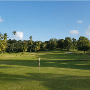 A golf course with palm trees in the background.