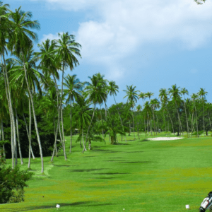 A golf course with palm trees.