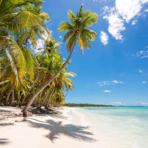 A white sandy beach with palm trees.