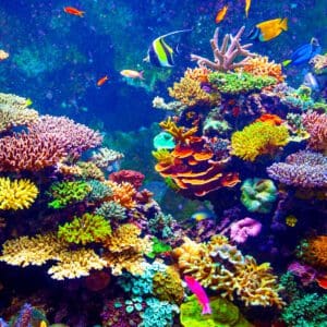 Colorful corals and fish in an aquarium.