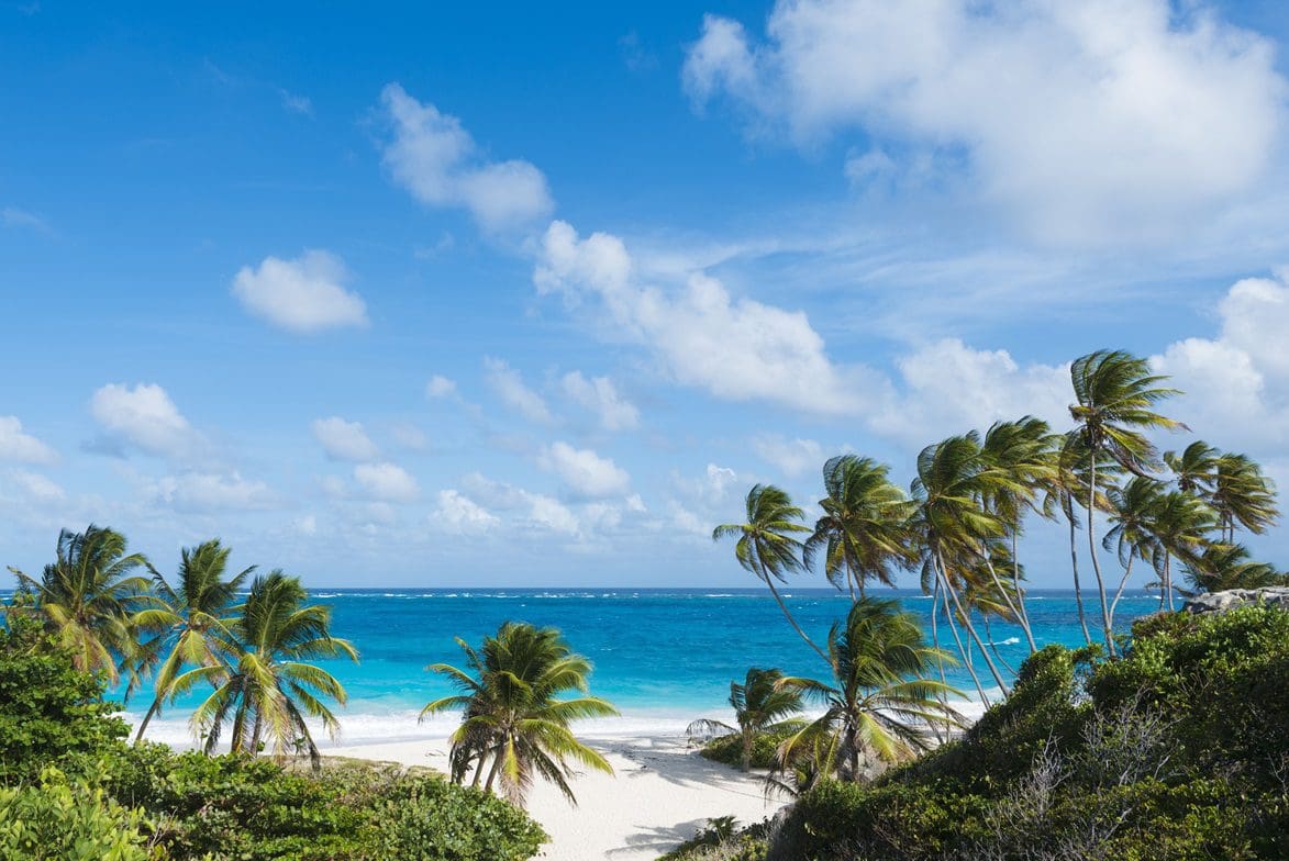 Palm trees on a tropical beach.