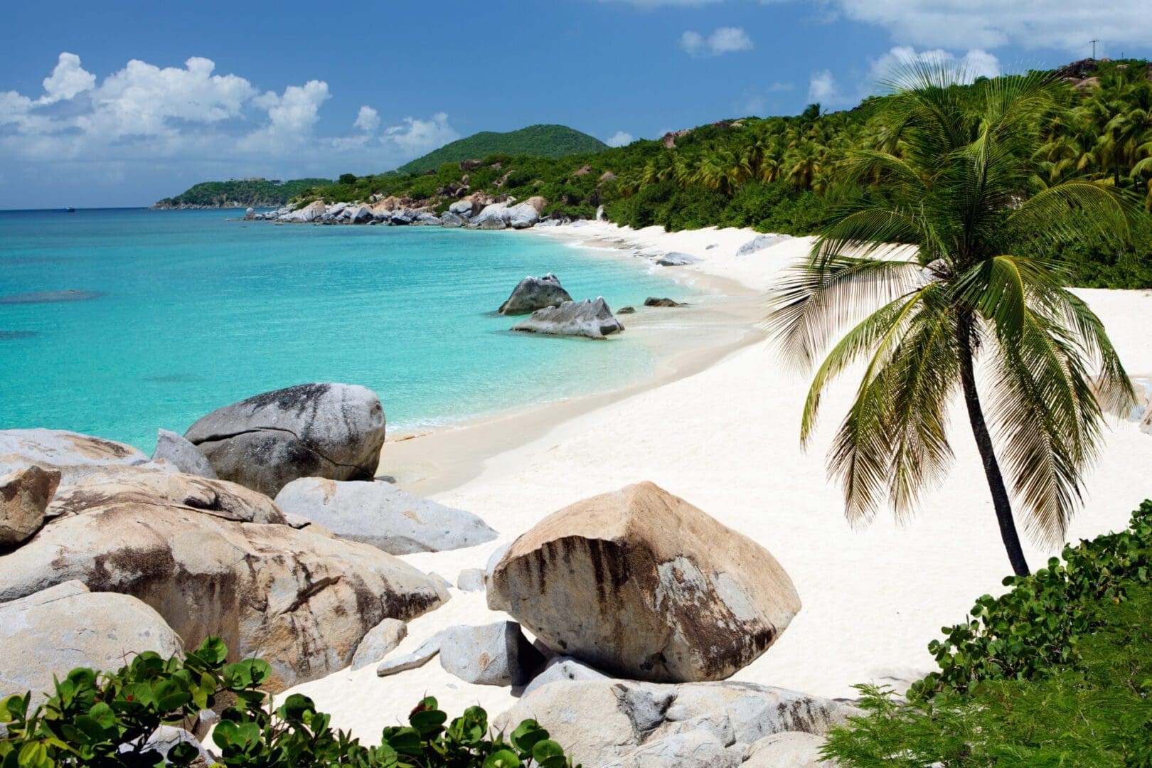 Palm tree on a white sand beach.