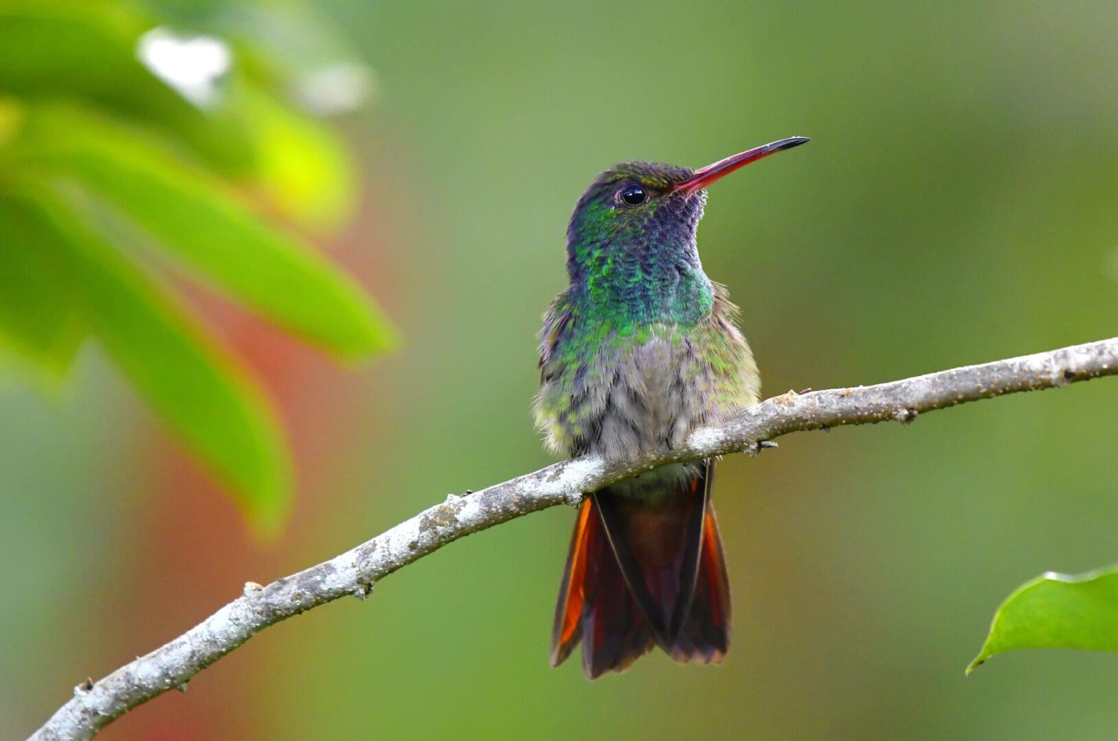 Hummingbird perched on a branch.