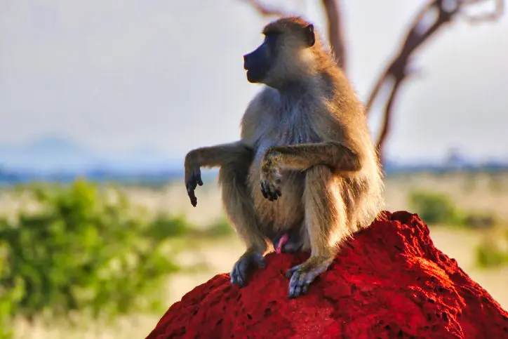 A baboon sitting on a red rock.