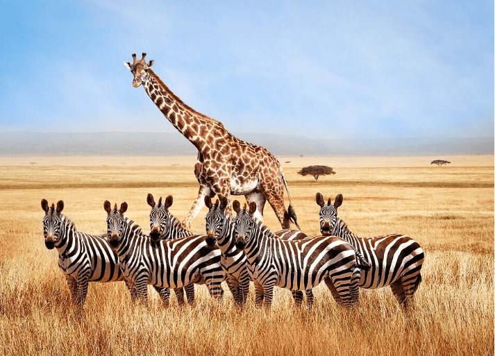 Giraffe and zebras in African savanna.