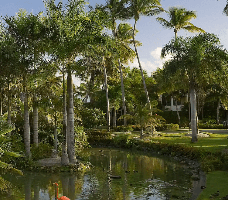 Palm trees and pond with flamingo.