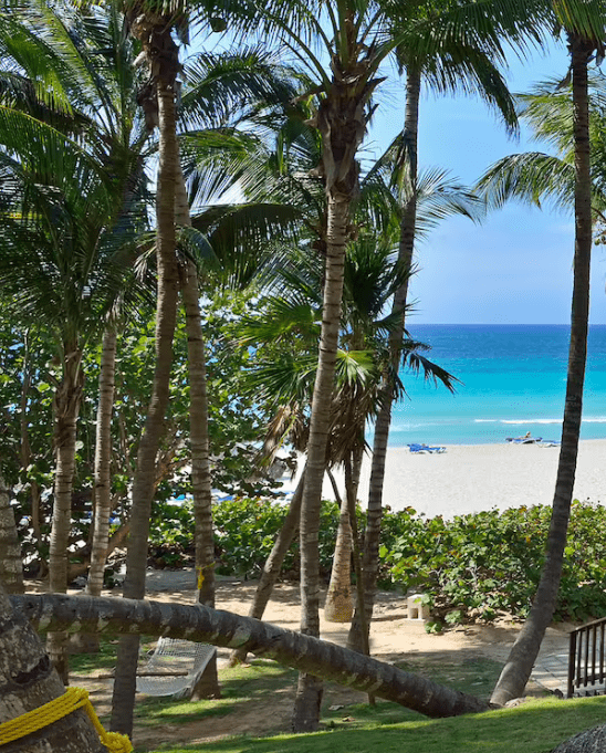 Palm trees and beach with blue water.