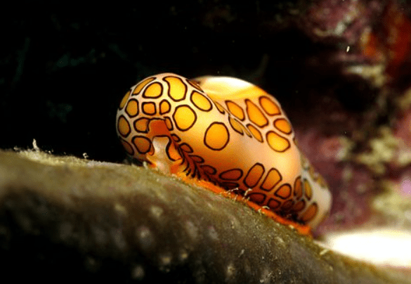 Orange and black spotted sea slug on rock.