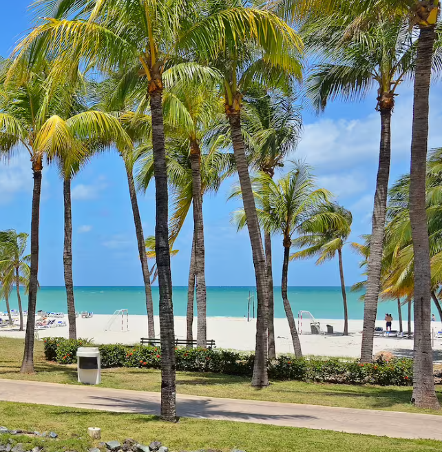 Palm trees on a beach with blue water.