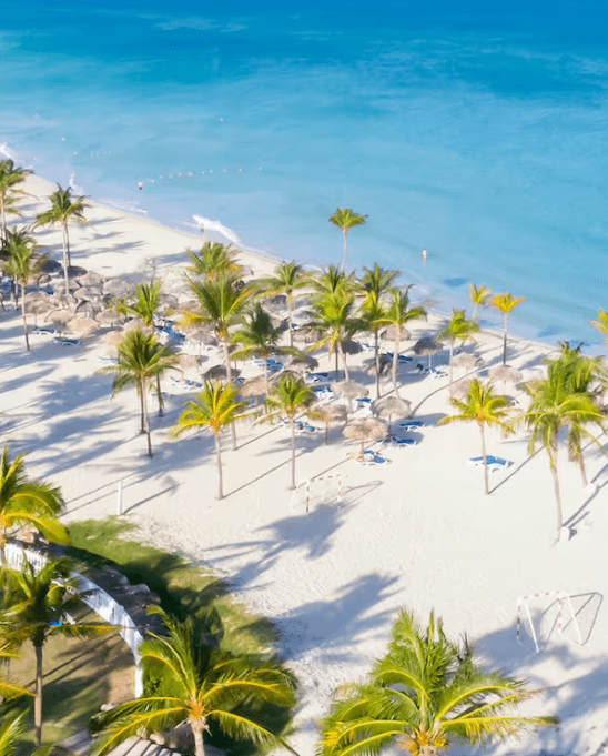 Aerial view of palm trees on a beach.