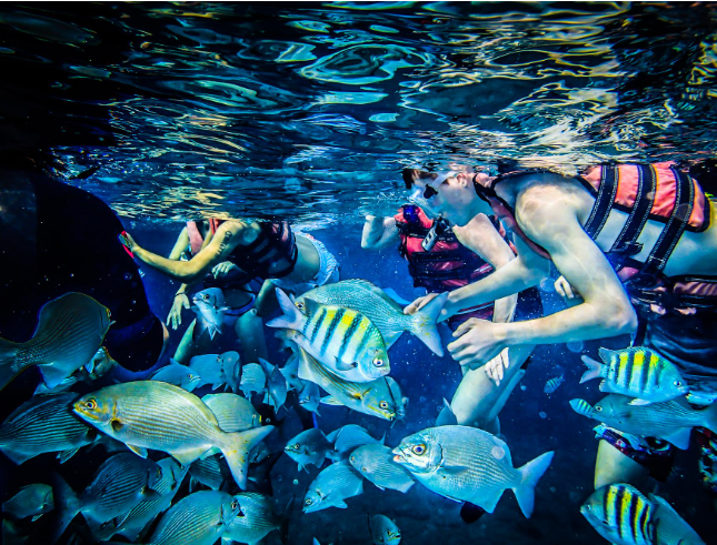 Snorkelers surrounded by colorful fish.