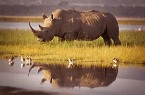 ICONIC AFRICA & WILD SAFARIS