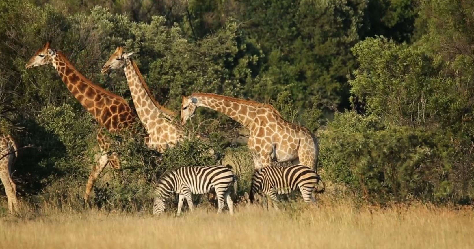 Three giraffes and two zebras in grass.