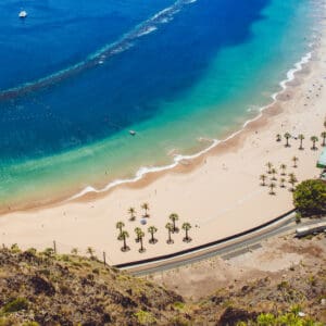 palm tree at beach in tenerife