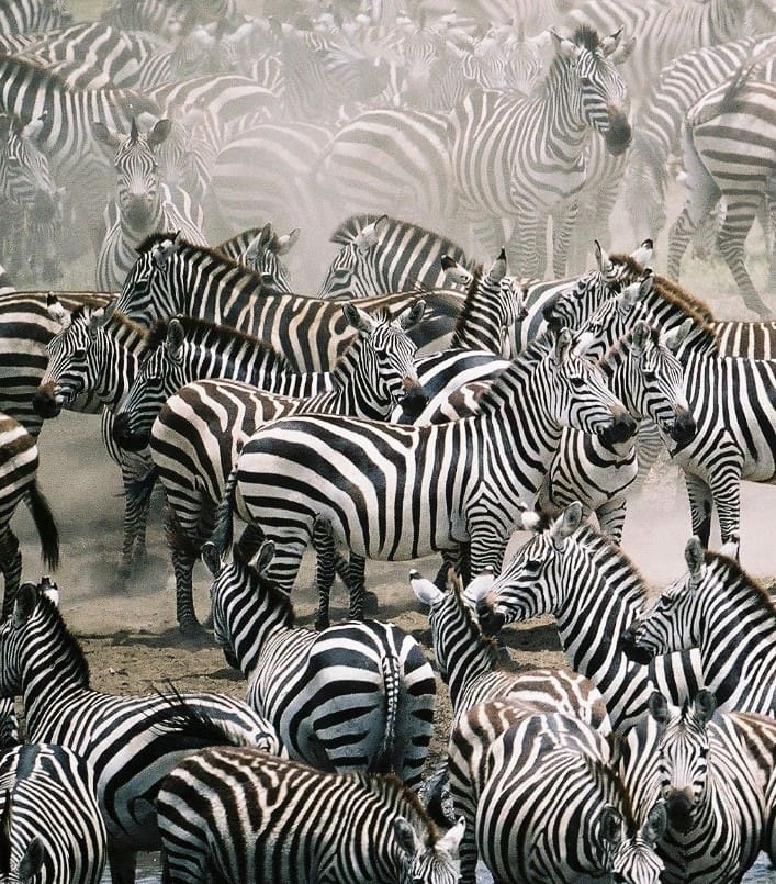 A herd of zebras in a dusty landscape.