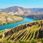 Vineyards along a winding blue river.