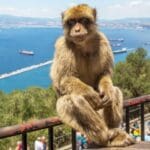 Monkey sitting near a scenic waterfront view.