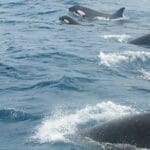 Group of orcas swimming in ocean.