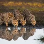 CHEETAS DRINKING WATER