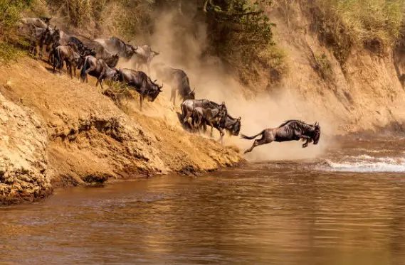 WILDERBEASTS CROSSING THE RIVER