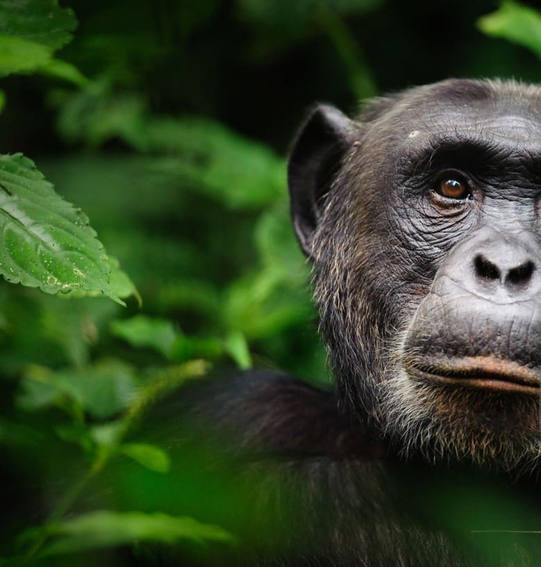 Chimpanzee among lush green foliage.